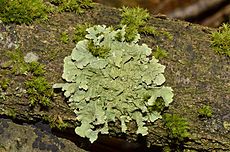 The first plant to arrive

Lichens (in photo) and Moss in primary succession
Grass in secondary succession