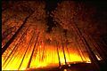Growth of plants on soil (forest fire/agriculture or farming)

Picture is of a forest fire