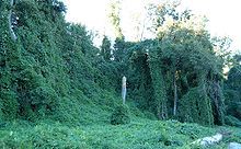 Introduced organisms that outcompete native species

The picture is of Kudzu that outcompeted the trees