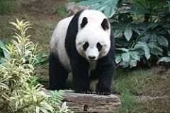 Plants and animals that originally lived in an area

Panda is from China