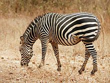The flow of energy from 1 species into another

PICTURE - zebra eating grass to get energy