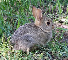 Eats plants - normally grass

Trophic level = 2

PICTURE - the rabbit eats grass to get energy
