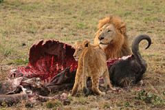 Eats animals

Trophic level 3

PICTURE - the lion eats the buffalo to get energy