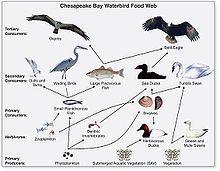 Shows many food chains and how they are all connected.
One animal will eat more than one type of food