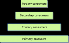 Each step in the food chain is 1 trophic level

Producer = trophic level 1
Primary consumer = trophic level 2
Secondary consumer = trophic level 3
Tertiary consumer = trophic level 4