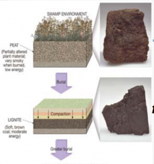 Peat
* A soft brown material in which plant structures are still visible

Lignite
* Light burial results in light compaction which turns peat into lignite, a soft brown coal