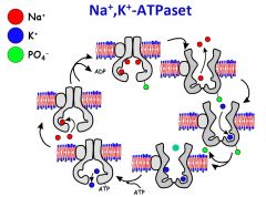 Viktigaste enzymet
Förbrukar 1 ATP, skickar ut 3 Na+ och skickar in 2 K+ per cykel