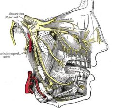 Nerves permeating the face. There are 3 branches; one controlling the eyes, one the cheeks, and one the jaw.