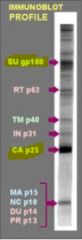 western blot testing example for DIVA