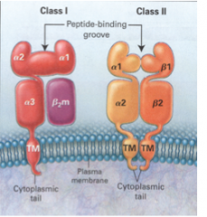 - class I/II MHC are membrane proteins containing peptide-binding clefts at the amino-terminal ends
-Class 1 - single transmembrane polypeptide w/ 3 extracellular alpha chain domains noncovalently attached to protein called Beta2-microglobulin (beta2m); 