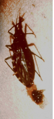 What bug is this and what does it spread?

What factors influence the HUMAN transmission of this disease?