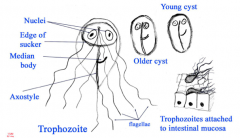 - giardia
- trophozoite - replicative stage inhabiting small intestine
- cyst - infective stage passed in feces