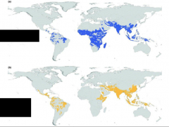 Which strains of malaria are endemic to each of the shaded areas?