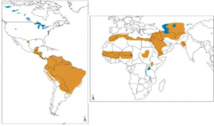 The distribution above is most associated with what form of Leishmaniasis?