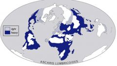Adult Ascaris lumbricoides - GIANT intestinal roundworm
-most common human helminth globally  
-soil phase, GI invasion & lung phase
-native to areas mapped in this image