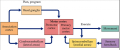 - two loops from the association cortex are involved in pre-programming a movement
- basal ganglia involved in selection and initiation
- cerebrocerebellum involved in initial programming
- information passes to the primary motor cortex for executing t