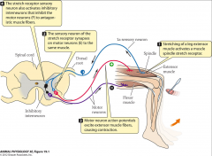 - stretching of a leg extensor muscle activates a muscle spindle stretch receptor
- sensory neuron of the stretch receptor synapses on motor neurons (E) to the same muscle 
- stretch receptor sensory neuron also activates inhibitory interneurons that in