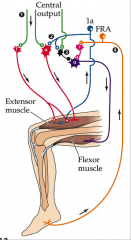 - motor neurons are activated primarily by CNS input rather that spinal reflexes
- motor output neurons of spinal cord are alpha motor neurons to flexor and extensor muscles and gamma motor neurons to the intrafusal fibers of muscle spindle
- input path