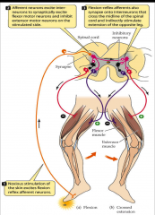 - noxious stimulation of skin excites flexion reflex afferent neurons
- afferent neurons excite interneurons to synaptically excite flexor motor neurons and inhibit extensor motor neurons on the stimulated side
- flexion-reflex afferents also synapse on