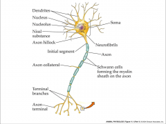 - cell specially adapted to generate electrical signal in form of an action potential
- dendrite, integration, conduction, and output
- functional unit of nervous system
- generate and transmit electrical signals
- extreme longevity = amitotic