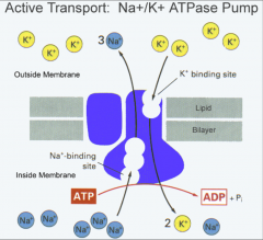 - active transport = sodium out and potassium in
- every cell has one
- ATP energy for pumping
- ratio of sodium and potassium = 3:2