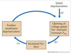 - positive feedback leads to depolarization
- threshold = high enough decrease in membrane potential for all Na channels to open
- more that open = more that open
- describes effects of depolarizing an excitable membrane in which permeability to Na is 