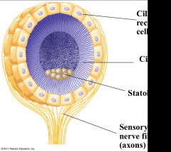 - sense organ that detects acceleration and direction of gravitational force
- ionotropic
- statoliths = mechanoreceptors ciliated receptor cells that detect movement of granules
- grain of sand or calcium carbonate that move the cilia around as positi