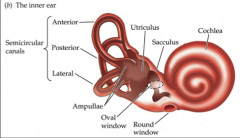 - 3 semicircular canals which detect angular acceleration of head
- 2 otolith organs detect linear movement and acceleration = sacculus, utriculus
-  semicircular canals filled with fluid and are oriented at right angles to each other
- at base of each