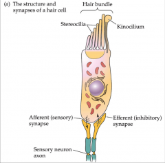 - mechanoreceptor cells in acoustico-lateralis system of vertebrates
- epithelial cell with apical surface that faces overlying lumen and basal surface that faces underlying tissue
- hair bundle at apical end consisting of sterocilia of increasing heigh