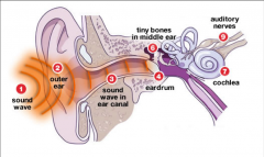 - outer ear directs sound waves distal to eardrum sound pressure waves vibrate tympanum 
- wave transmitted through middle ear to oval window by ear ossicles 
- eustachian tube of middle ear equalizes pressure in middle ear with environmental pressure
