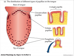 - confined to lingual papillae
- filiform (no taste buds) = important for texture
- foliate (taste buds)
- fungiform taste buds = tips and sides
- vallate (circumvallate) = rear and half of taste buds
- taste cells grouped together on tongue