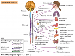 - ACh at preganglionic and noradrenegic at postganglionic 
- short preganglionic and long postganglionic
- emerge in middle
- fight or flight = increase ability to invade
- ganglia located mostly near spinal cord
- preganglionic neurons exit in nerve