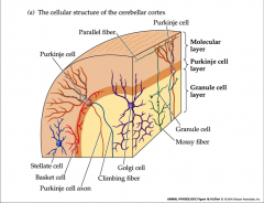 - for cerebellum
- between molecular and granular layer
- enormous set of dendrites
- axon carries information outside cerebellum