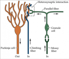 - cerebellar inputs
- excitatory input to granule cells
- may convey broad info about sensory input of movement