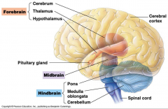 - processes visual and auditory information
- helps maintain consciousness
- generate autonomic motor responses = reflexes
- collicuous 
- motor nuclei for 2 cranial nerves
- reticular formation headquarters
- nuclei involved in maintaining muscle t
