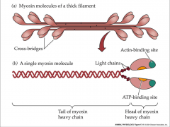 - made of myosin
- myosin composed of 6 polypeptides
- myosin lines up tail to tail = heads pointed in opposite directions
- 4 light chains and 2 heavy chains