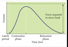 - mechanical response of a muscle to a single action potential 
- latent period 
- contraction phase
- relaxation phase