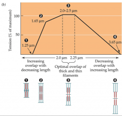 - tension that a muscle generates varies with its length
- found when a muscle is under isometric contraction and maximum activation of the muscle
- in a singe muscle fiber, peak force is noted at a normal resting length
- bell-shaped curve
- too much