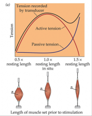 - shows tension produced by a muscle when it is set a different lengths prior to simulation
- shorter = tension drops
- maximal tension was achieved when muscle was set a lengths near normal relaxed lengths