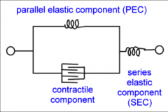 - contractile component = muscle fiber
- series elastic component = tendon
- parallel elastic component = muscle membrane