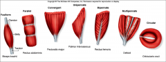 - fibers spread over a broad area
- all the fibers converge at one common attachment site
- fibers typically spread out, like a fan or a broad triangle, with tendon at apex
- pectoralis major muscle
- versatility because stimulation of only one portio