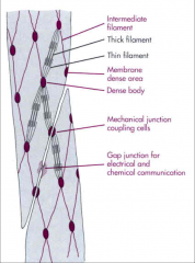 - bundles of thick and thin filaments criss-cross 
- anchored to cell membrane at attachment junctions or plaques and within cell at dense bodies
- intermediate filaments form mesh with PM
- twist during contraction 
- thicker and shortened