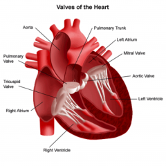 - contains all the heart valves
- pulmonary valve
- aortic valve
- tricuspid valve
- mitral valve