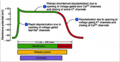 - rest membrane potential is about -90 due to Na/K ATPase pump, Na/Ca exchanger of inward rectifying K channel
- fast Na+ channel opens—3 gates 
- resting = m closed and d/j open
- depolarization = m open and and d/j closed
- Ca in slow at 25mV and al