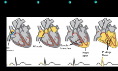 - pacemaker generates wave of signals to contract
- signals are delayed getting to AV node
- signals pass to heart apex
- signals spread throughout ventricles
