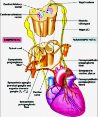 - sympathetic
- projects motor neurons in T1-T5 that synapse with neurons in cervical and upper thoracic sympathetic ganglia
- from sympathetic ganglion fibers run to the heart
- they innervate SA and AV node, heart muscle, and coronary arteries