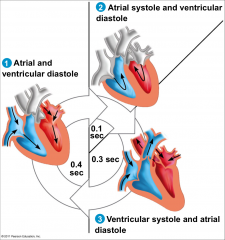 - movement of blood through heart
- mechanical events
- blood flows from vena cava and pulmonary veins into atria and then into ventricle through tricuspid and bicuspid valve
- brief period of atrial contraction forces all remaining blood in atria into
