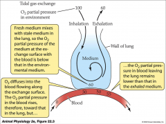 - fresh medium mixes with stale medium in the lung
- O2 partial pressure of medium at exchange surface with blood is below that in environmental medium
- O2 diffuses into blood flowing along exchange surface
- O2 partial pressure in blood rises toward 
