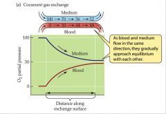 - blood and medium flow in same direction
- gradually they approach equilibrium 
- least efficient