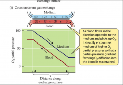 - blood and medium flow in opposite directions
- blood picks up O2 from medium and steadily encounters medium of higher O2 partial pressure
- partial pressure gradient favoring O2 diffusion into blood is maintained
- most efficient